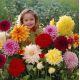 Dalia mix - 3 szt.