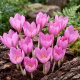 Krokus Jesienny Zonatus - 10 szt.