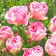 Tulipan Angelique - opak. 5 szt.
