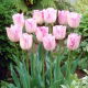Tulipan Shirley - opak. 5 szt.