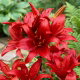 Lilia azjatycka czerwona - Red