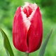 Tulipan Canasta - 5 szt.