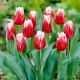 Tulipan Canasta - 5 szt.