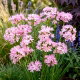 Czosnek różowy - Allium roseum - 20 szt.