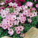 Szczawik chilijski - Oxalis Adenophylla - 5 szt.