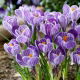 Krokus King of the Striped - 10 szt.