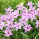 Ipheion - Ifejon - Charlotte Bishop - 10 szt.