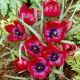 Tulipan Liliput - opak. 5 szt.