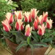Tulipan Turkish Delight - opak. 5 szt.