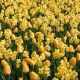 Żółta polana - zestaw tulipany + żonkile - 50 szt.