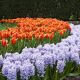 Zestaw - tulipan pomarańczowy i hiacynt niebieski - 29 szt.