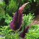 Smocza lilia - Dracunculus vulgaris