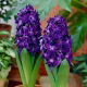Hiacynt Blue Magic - op. 3 szt.