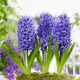 Hiacynt Blue Pearl - op. 3 szt.