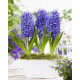 Hiacynt Blue Pearl - op. 3 szt.