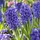 Hiacynt Blue Jacket - op. 3 szt.