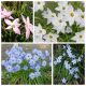 Ipheion - Ifejon - mieszanka kolorów - duża paczka! - 80 szt.