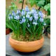 Szafirek błękitny - Muscari azureum - op. 10 szt.