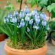 Szafirek błękitny - Muscari azureum - op. 10 szt.