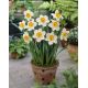 Narcyz Flower Record - 5 cebul