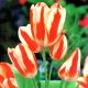 Tulipan Sylvia Warder - opak. 5 szt.