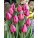 Tulipan Don Quichotte - opak. 5 szt.