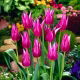 Tulipan Maytime - 5 szt.