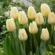 Tulipan Cheers - opak. 5 szt.