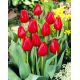 Tulipan Hollandia - opak. 5 szt.