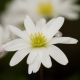 Zawilec grecki - White Splendour - 8 szt.