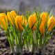 Krokus Golden Yellow - duża paczka! - 200 szt.