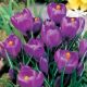 Krokus Flower Record - 10 szt.