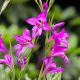 Mieczyk bizantyjski - Gladiolus Byzantinus - 10 szt.