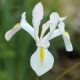 Irys holenderski - White Excelsior - 10 szt.