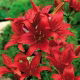 Lilia azjatycka czerwona - Red
