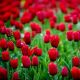Tulipan Spring Song - opak. 5 szt.