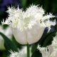 Tulipan Swan Wings  opak. 5 szt.