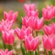 Tulipan China Pink - opak. 5 szt.