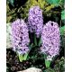 Hiacynt Amethyst - op. 3 szt.