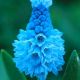 Szafirek błękitny - Muscari azureum - op. 10 szt.