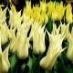 Tulipan Saporro - opak. 5 szt.