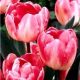 Tulipan Up Star - opak. 5 szt.