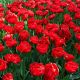 Tulipan Miranda - opak. 5 szt.