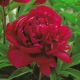 Piwonia, Paeonia - Madame Gaaudichau - sadzonka
