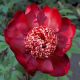 Piwonia, Paeonia - Nippon Beauty - sadzonka