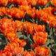Tulipan Orange Princess - 5 szt.