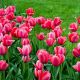Tulipan Van Eijk - 5 szt.