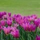 Tulipan Maytime - 5 szt.