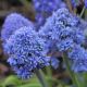 Szafirek Muscari Blue Spike - op. 10 szt.