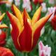 Tulipan Aladdin - opak. 5 szt.